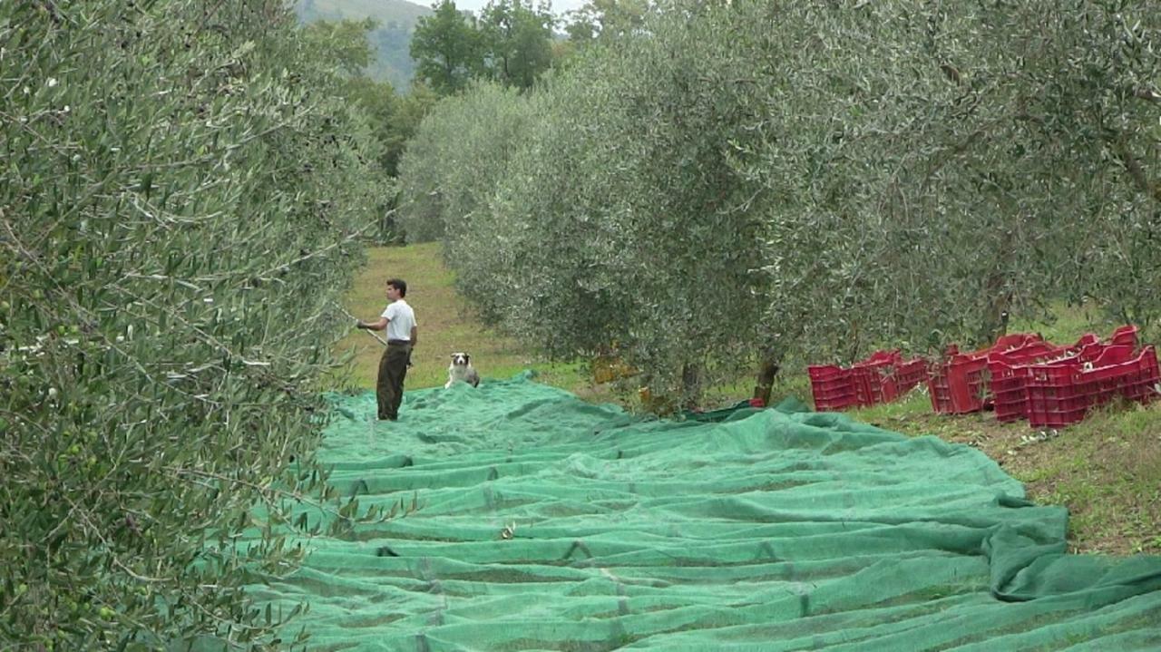 Agriturismo Frallarenza Ficulle Bagian luar foto